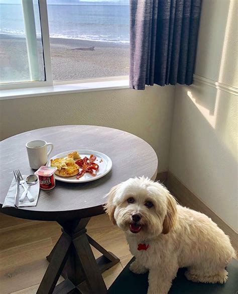 brookings oregon hotels pet friendly|Pet